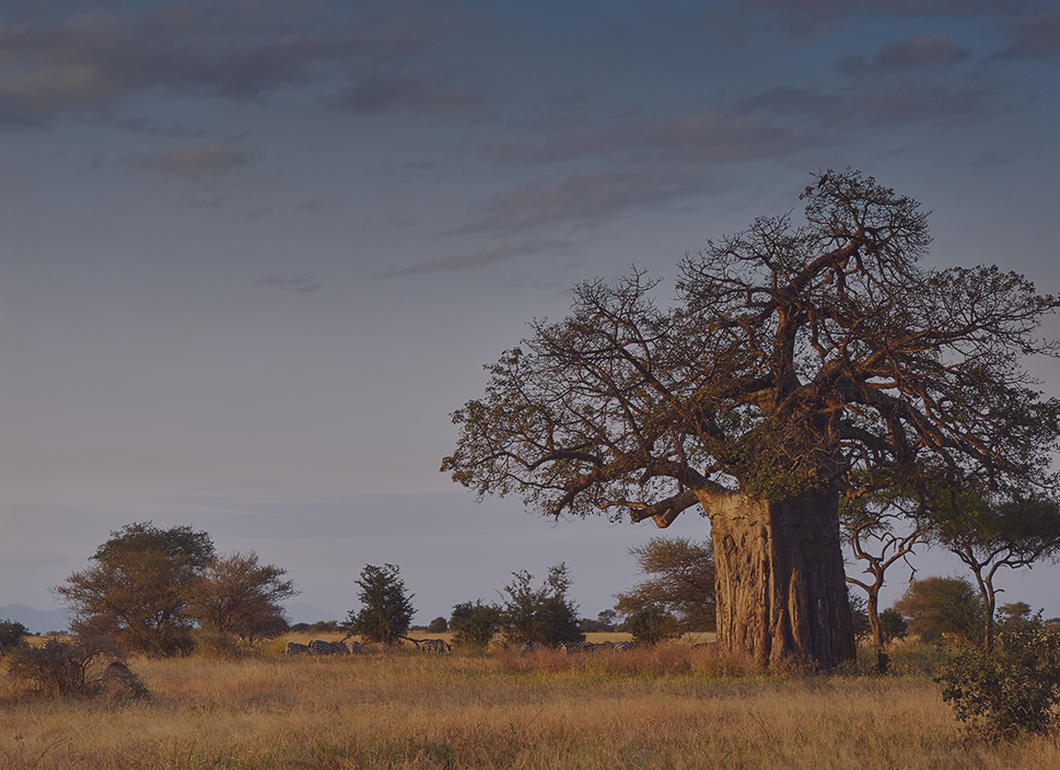 Getting Lost in the Kalahari